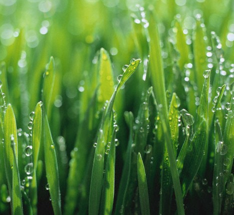 Let us make your lawn greener with our fertilization and spring clean up